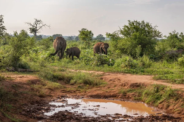 Семья Слонов Заповеднике Удавалаве Шри Ланке — стоковое фото