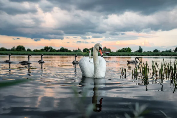 Hermosos Cisnes Salvajes Lago Atardecer — Foto de Stock