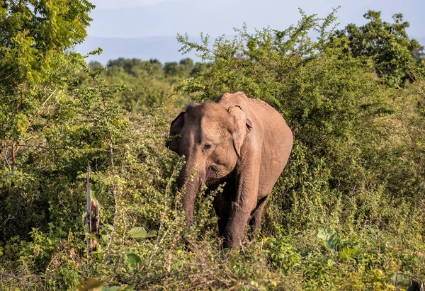 Слон Заповеднике Удавалаве Шри Ланке — стоковое фото