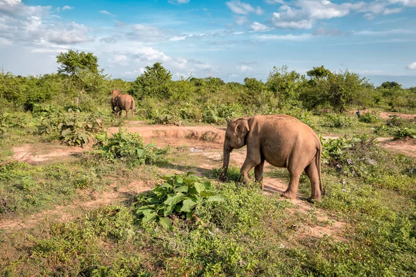 Les Éléphants Dans Réserve Nationale Sauvage Udawalawe Sri Lanka — Photo