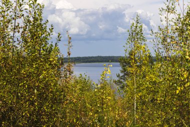 Bulutlu bir günde göl kıyısında huş ağaçlarının
