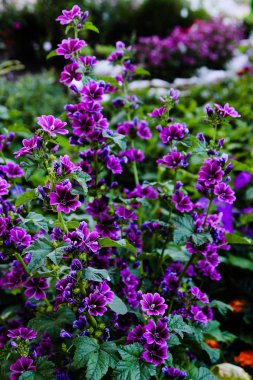 Mor çiçeklerin çalısı