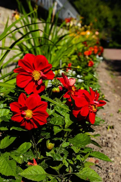 flowerbed üzerinde kırmızı çiçekler
