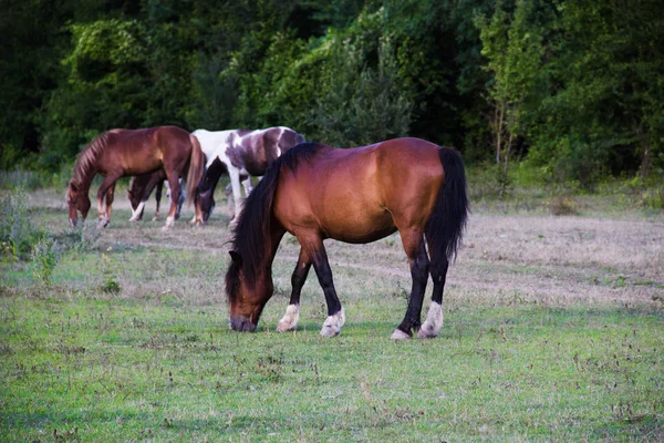 Breeding horse grazing in a clearing near the forest