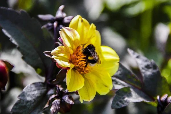 Bee Yellow Flower — Stock Photo, Image
