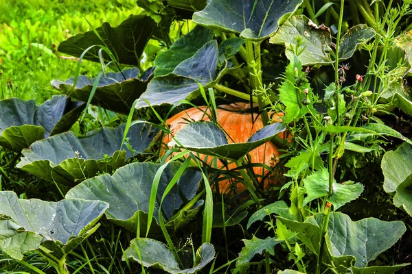 Pumpkin Bed — Stock Photo, Image
