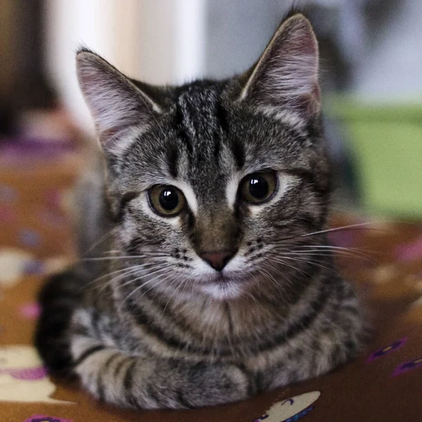 Pequeño Gris Gatito Retrato Hasta Aislado —  Fotos de Stock