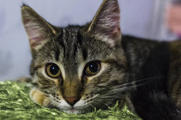 Pequeño Gris Gatito Retrato Hasta Aislado —  Fotos de Stock