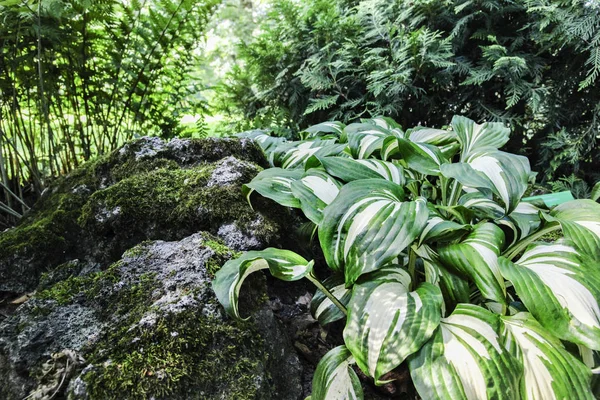 Taş yosun ile yeşil yeşillik