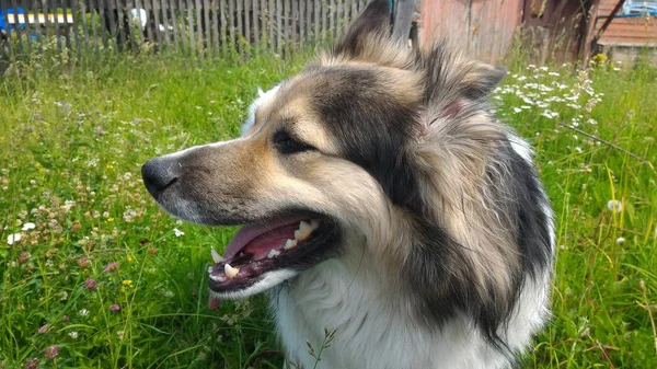 güzel köpek niteliğine