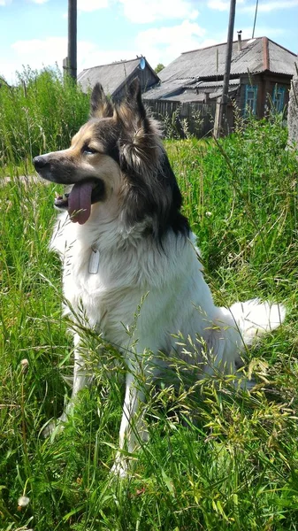 güzel köpek niteliğine