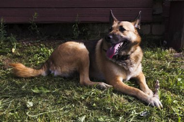 Bir kahverengi köpek bir sopa çiğneme ve kamera bakarak çim üzerine koydu