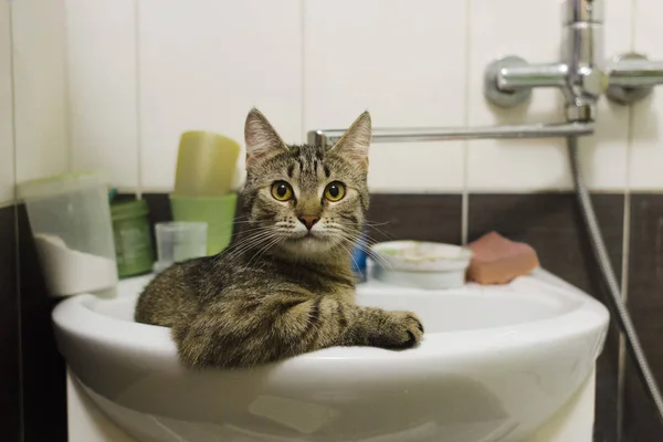 Banyodaki lavaboda oturan nefis şirin çizgili kedi