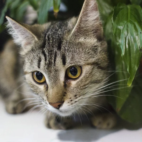 Nádherně Roztomilé Domácí Kočka Sedí Zelené Listí — Stock fotografie