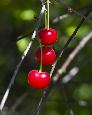 Hasattan hemen önce dalda kırmızı ve tatlı kirazlar