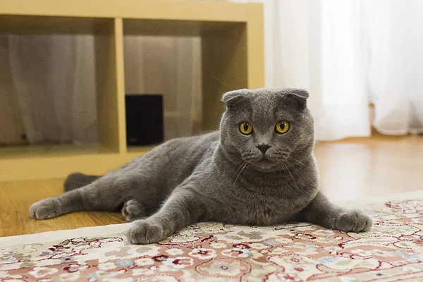 Escocês Gato Dobrável Deitado Tapete — Fotografia de Stock