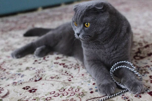 Escocês Gato Dobrável Deitado Tapete — Fotografia de Stock