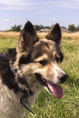 Beyaz tüylü köpek sahada