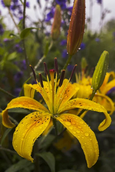 Orange lily and buds with drops of water after a rain