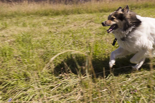 Белая Пушистая Собака Бежит Траве — стоковое фото