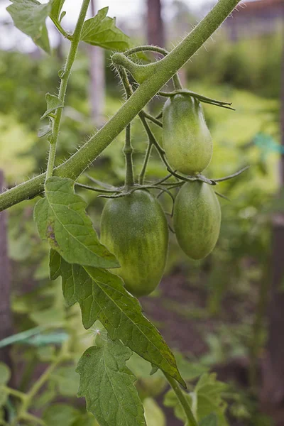 Unripe green tomatoes growing on the garden bed. Tomatoes in the greenhouse with the green fruits. The green tomatoes on a branch.