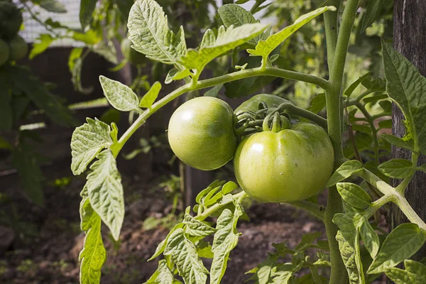 Auf Dem Beet Wachsen Unreife Grüne Tomaten Tomaten Gewächshaus Mit — Stockfoto