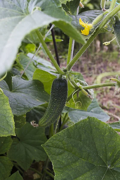 Grüne Gurken Wachsen Feldgemüse Für Die Ernte — Stockfoto