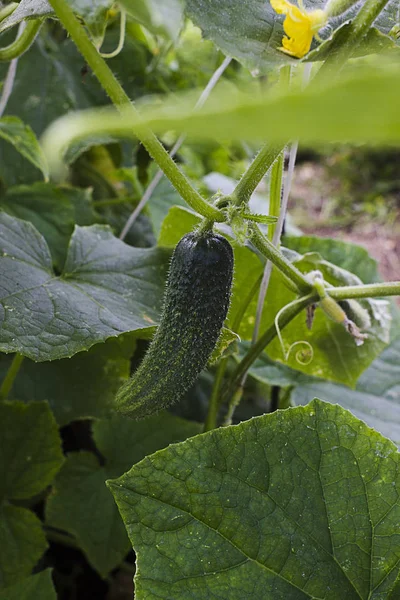 Groene Komkommer Teelt Veld Groenten Voor Het Oogsten — Stockfoto