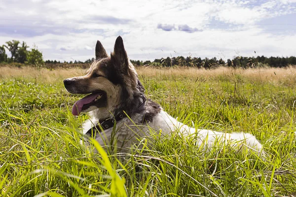 Beyaz tüylü köpek sahada