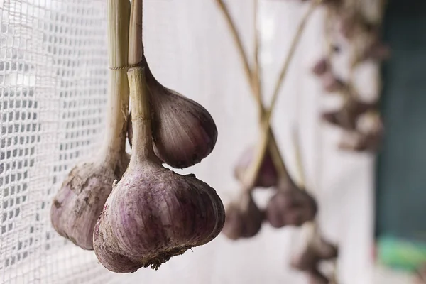 Hanging garlic after harvest for everyday use