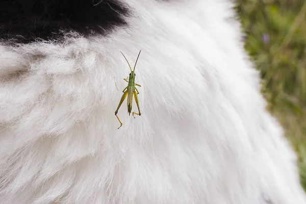 Çekirge bir köpek kürkü oturur