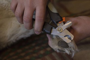 Bir köpek pençeleri makas eller