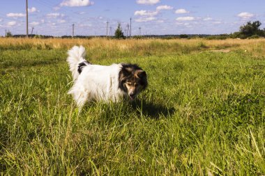 Beyaz tüylü köpek çim çalışan