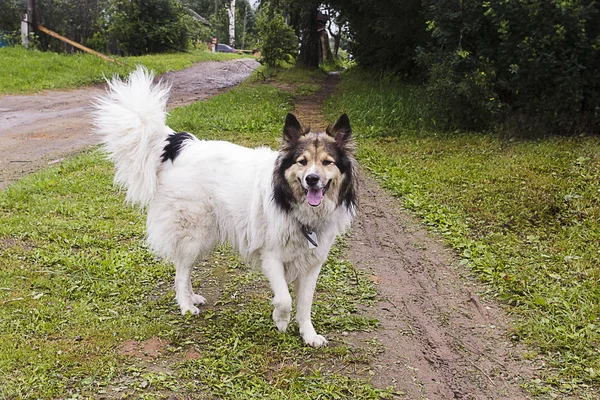 Beyaz tüylü köpek çim çalışan