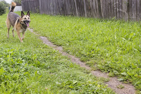 Perro Marrón Corre Largo Del Sendero Largo Cerca — Foto de Stock