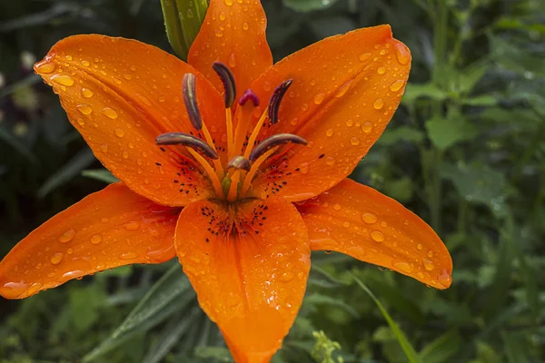 Turuncu lily ve tomurcukları çok bir yağmur sonra su damlaları