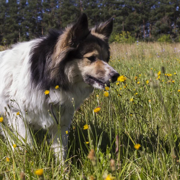 White fluffy dog sniffing a flower