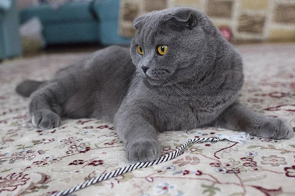 Escocês Gato Dobrável Deitado Tapete — Fotografia de Stock