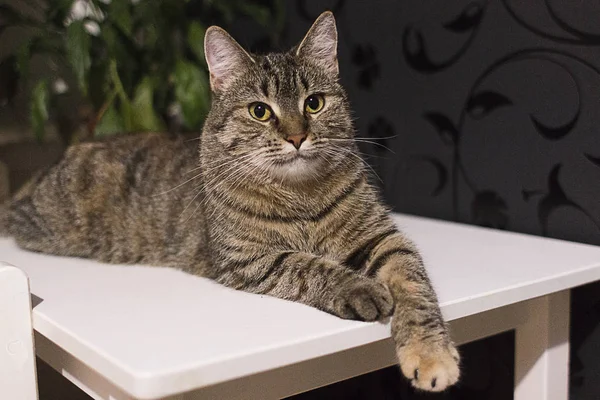 Gato Rayado Yace Sobre Mesa —  Fotos de Stock