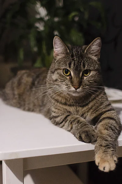 縞模様の猫がテーブルの上にあります — ストック写真