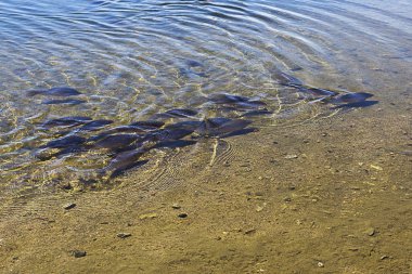Göle sığlık balık bir grup yüzüyor