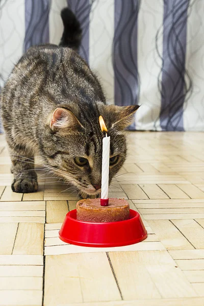 Çizgili kedi kedi pate yiyor. Evde beslenen hayvan yiyecek