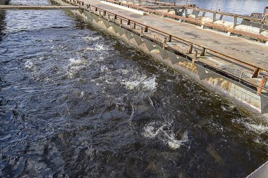 Gökkuşağı alabalığı (Oncorhynchus mykiss) kuluçka yarış yolunda. Alabalık çiftliği. Balık besleme
