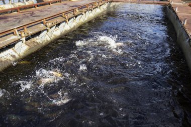 Gökkuşağı alabalığı (Oncorhynchus mykiss) kuluçka yarış yolunda. Alabalık çiftliği. Balık besleme