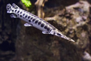Uzun kabuklu kabuk (Longnose gar veya iğne burun gar) Amerika ve Meksika tropikal bir balık.