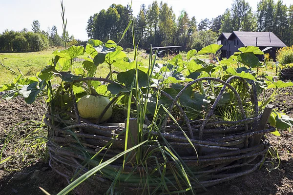 Im Garten wächst ein großer grüner Kürbis. Design. Weberei — Stockfoto