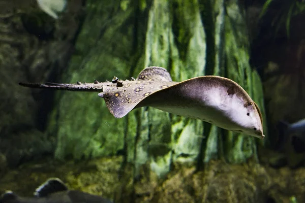 Motoro stingray (Potamotrygon motoro). Raie marine dans l'aquarium . — Photo