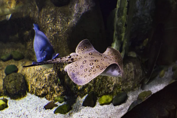 Motoro stingray (Потамотригон моторо). Морской скат в аквариуме . — стоковое фото