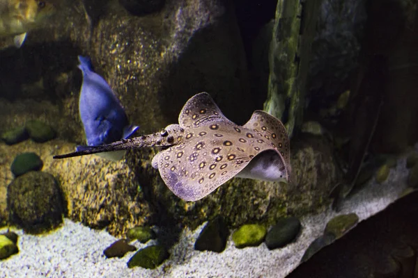 Motoro stingray (Potamotrygon motoro). Marine rokke i akvariet . - Stock-foto