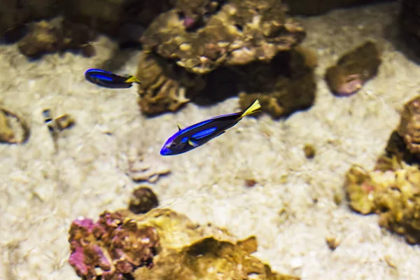 Bright fishes (blue and yellow) swim in the aquarium